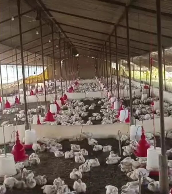 140 chickens diÂ£ from 'loud music' after wedding DJ cranked up the volume during procession