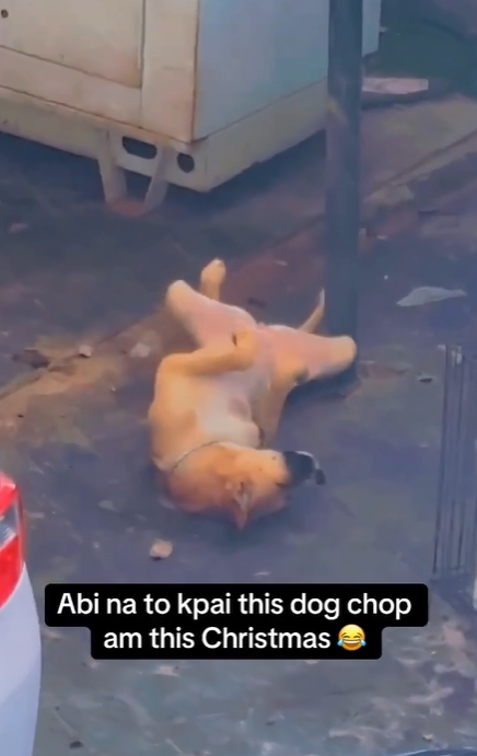 Imbe - Nigerian man hilariously calls out his carefree security dog