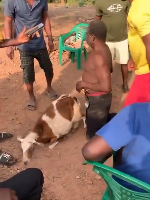 Man subjected to public humiliation after allegedly being caught engaging in unnatural c@rnal act with sheep (video)