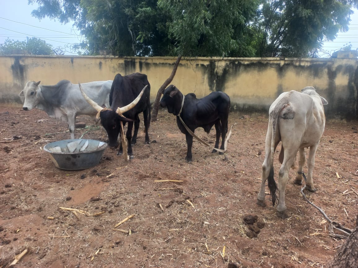 Sokoto police arrest alleged ?bandit financier?