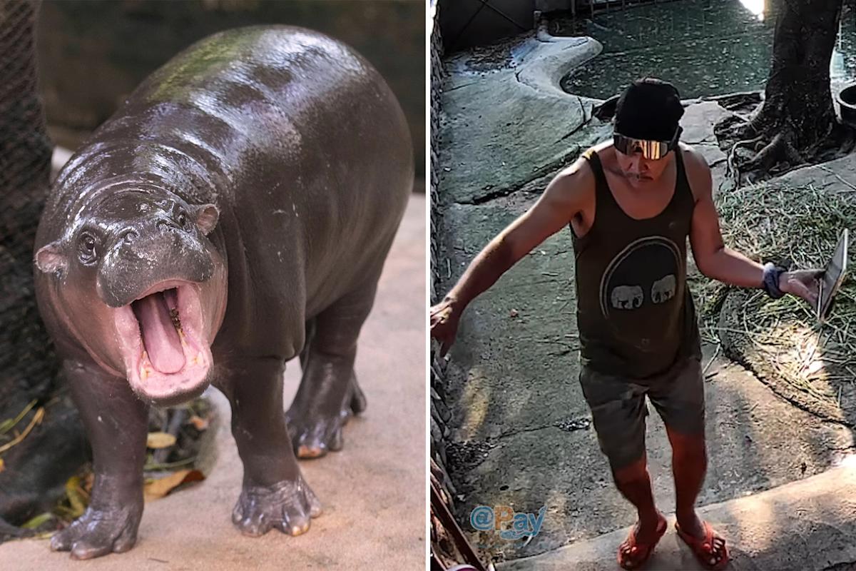 Man arrested after climbing into pygmy hippopotamus Moo Deng enclosure at zoo (photos)
