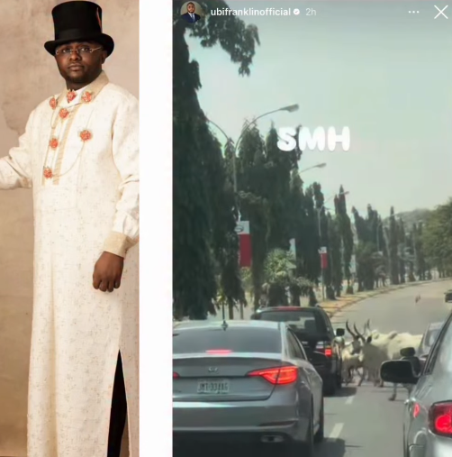 This is so wrong - music executive, Ubi Franklin, says after spotting herd of cattle crossing a road while motorists waited