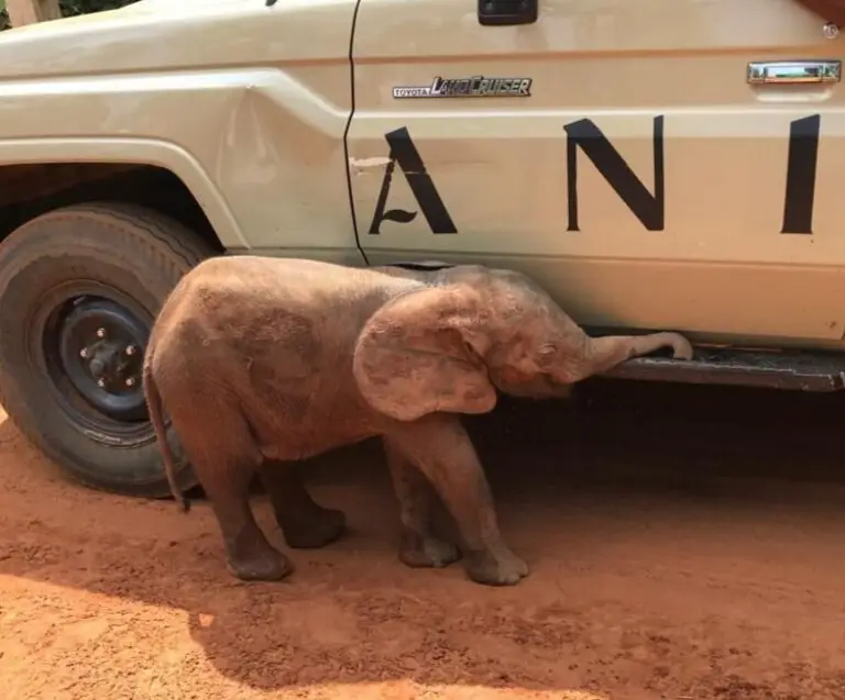 Rescued baby elephant undergoes rehabilitation in Edo State