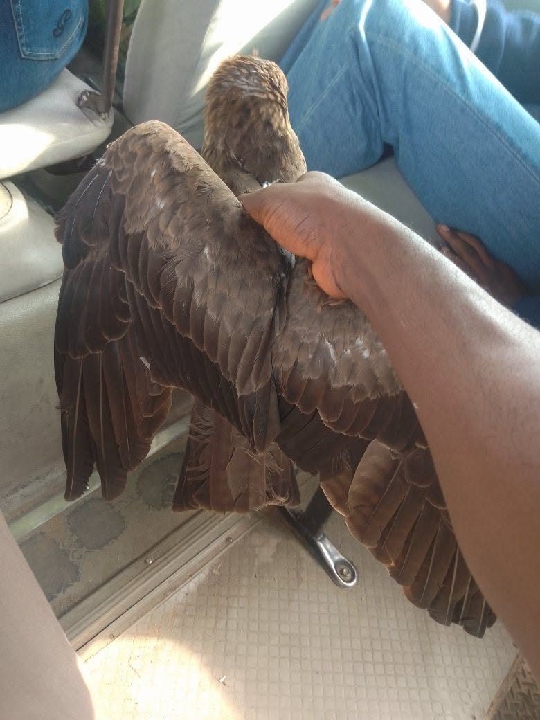 Nigerian cleric testifies after God ‘arrested a strange bird' that flew close to him