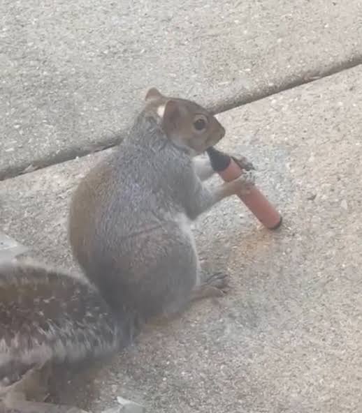 Squirrels now ?vaping? as pictures snapped in parks show them with e-cigarettes