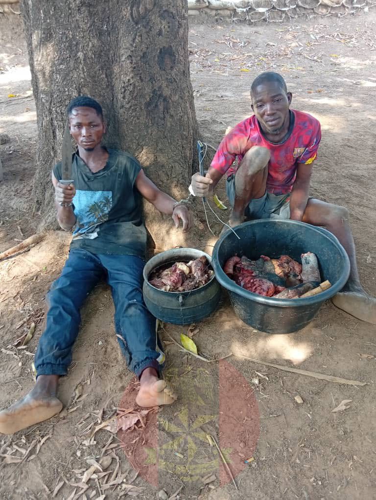 Two criminal suspects arrested while butchering rustled cattle meat as troops neutralize armed bandit in Benue