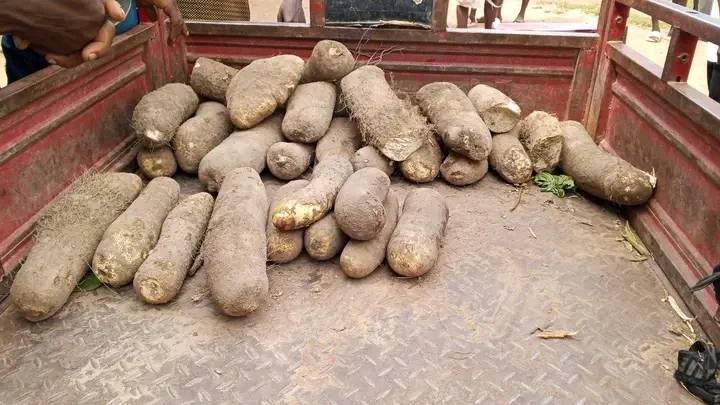 Suspected yam thief nabbed in Benue community