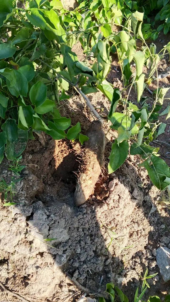 Suspected yam thief nabbed in Benue community