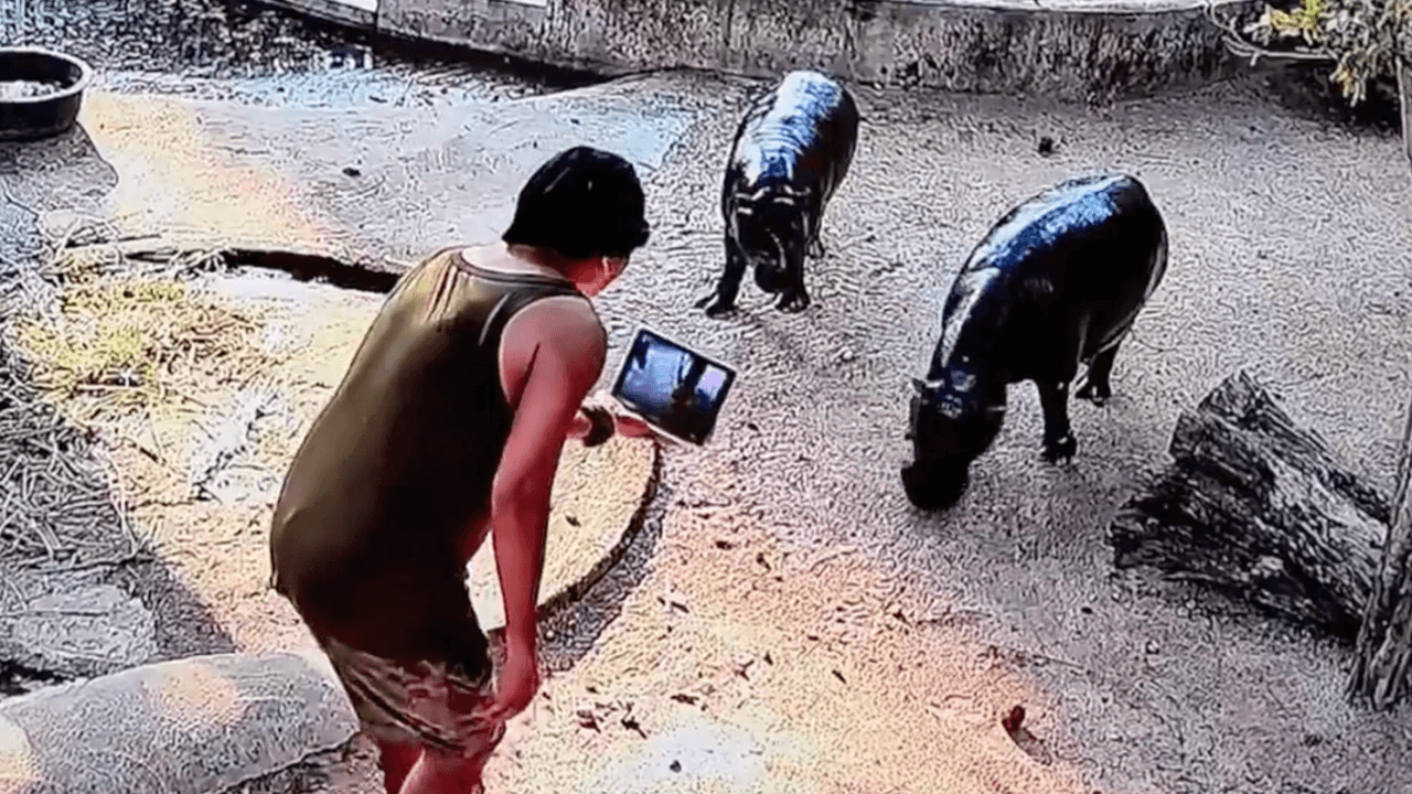 The enclosure where the incident took place at the zoo.