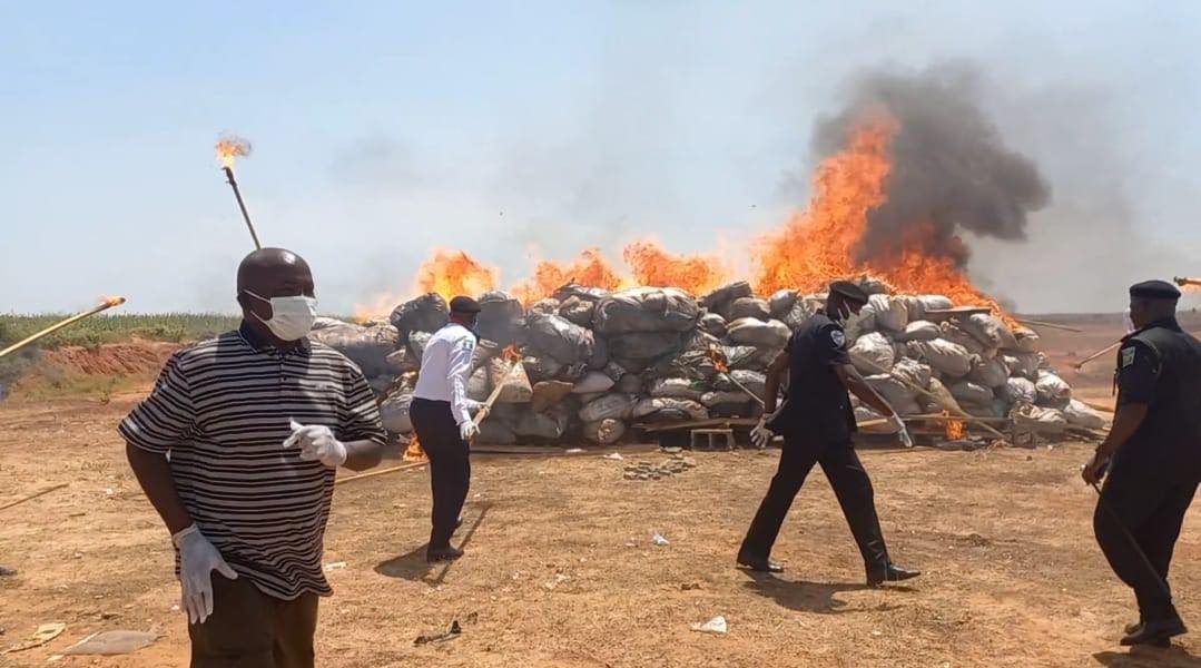 NDLEA destroys 8.2kg of seized illicit drugs in Yobe