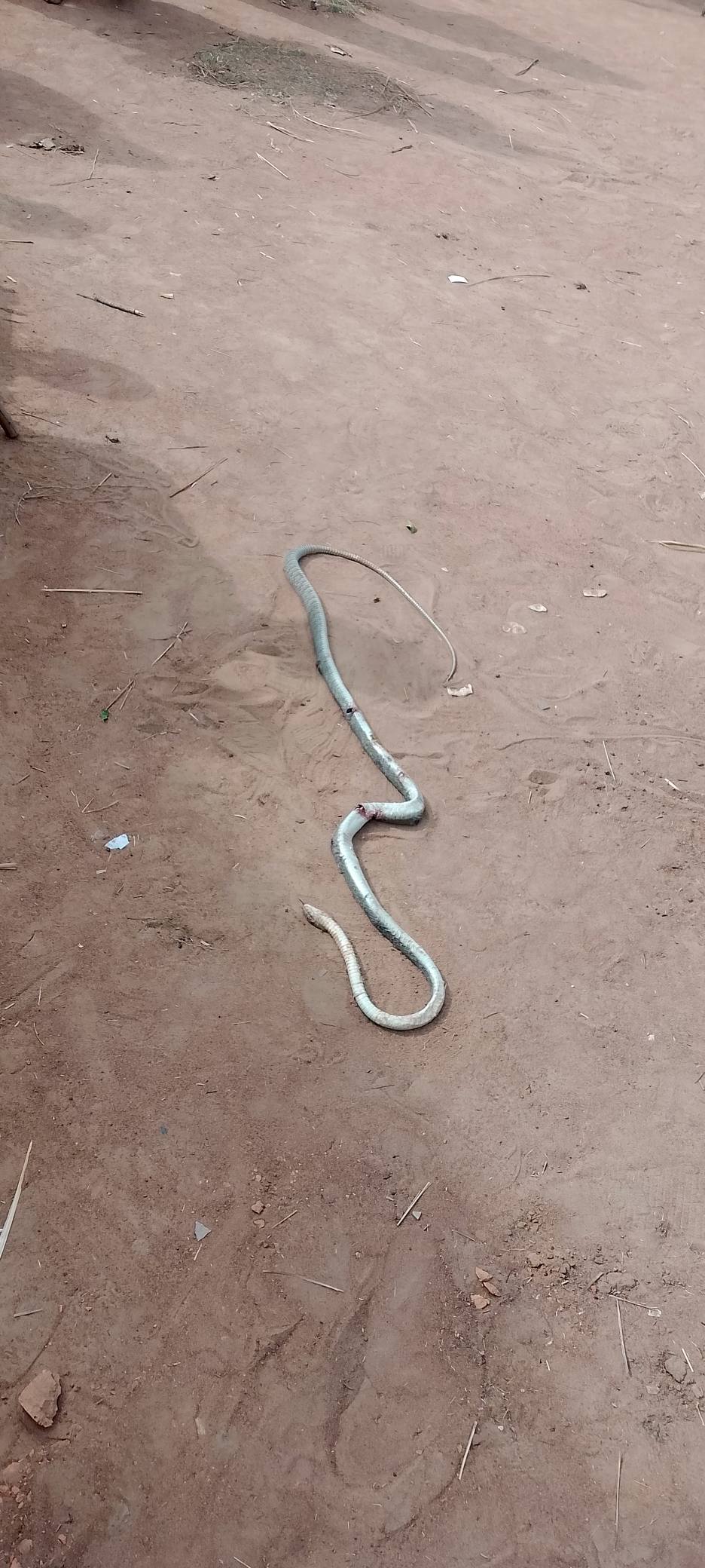 Young man d!es after snake bite in Benue community, grieving youths find and k!ll the reptile