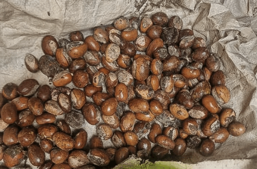 President Tinubu extends ban on raw shea nut exports to 2027