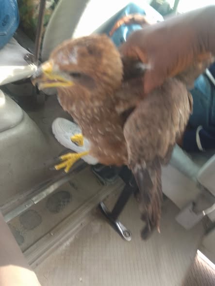 Nigerian cleric testifies after God ‘arrested a strange bird' that flew close to him