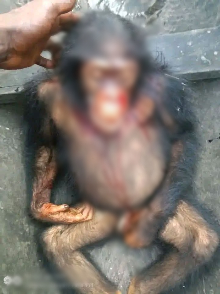 How do you even feel eating an animal that has human features? Bayelsa Commissioner for Environment condemns k!lling of chimpanzee