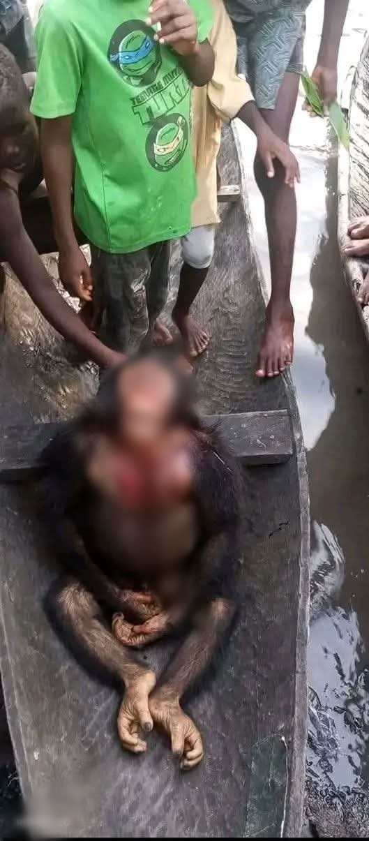 How do you even feel eating an animal that has human features? Bayelsa Commissioner for Environment condemns k!lling of chimpanzee