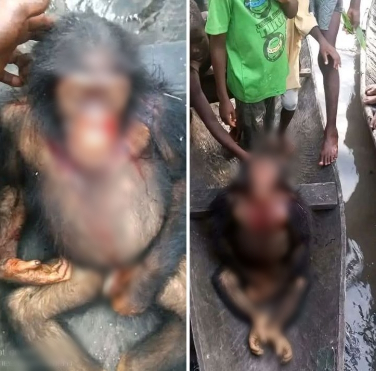 How do you even feel eating an animal that has human features? Bayelsa Commissioner for Environment condemns k!lling of chimpanzee