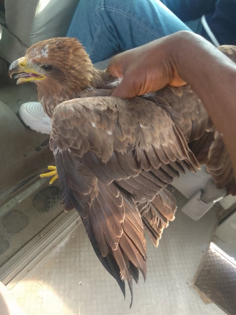Nigerian cleric testifies after God ‘arrested a strange bird' that flew close to him